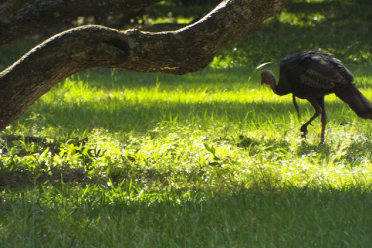 Great turkey habitat Great turkey habitat