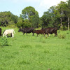 Typical cattle Typical cattle