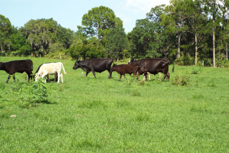Typical cattle Typical cattle