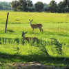Deer (2) Deer (2)