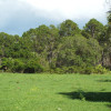 Pasture adjoining woods and game cover Pasture adjoining woods and game cover