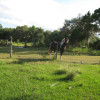 Ranger horses across fence - Copy Ranger horses across fence - Copy