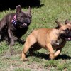 Hugo and Maggie chase Hugo and Maggie chase