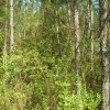 5-18-17 photos 039 5-18-17 photos 039