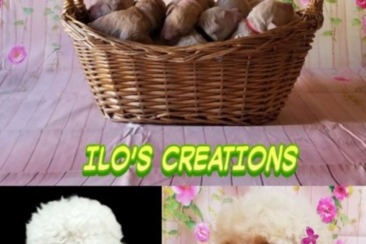 Collage_2018-04-07_13_44_22-picsay001 Collage_2018-04-07_13_44_22-picsay001