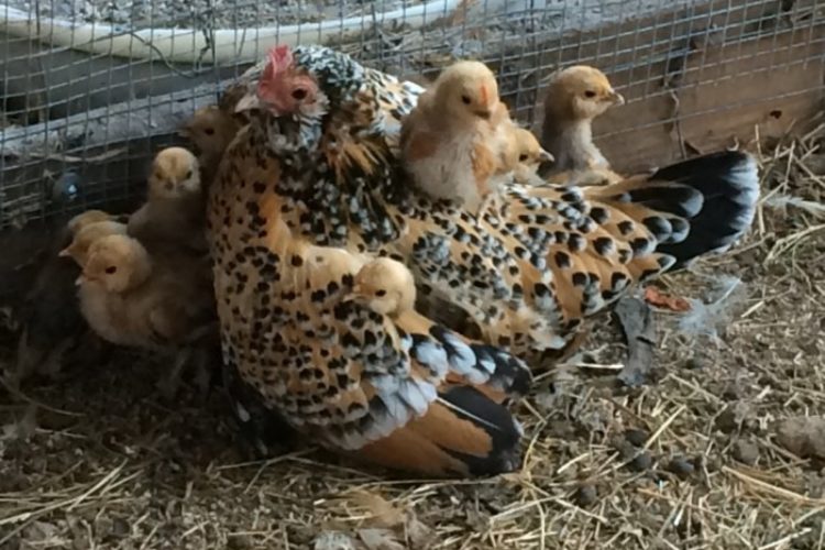 Mille Fleur chicks Mille Fleur chicks