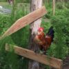 Mille Fleur rooster Mille Fleur rooster