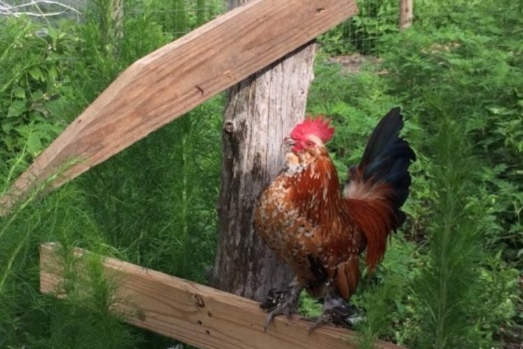 Mille Fleur rooster Mille Fleur rooster