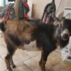 Goat Oatley Goat Oatley