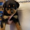 Big Blue 6 weeks Big Blue 6 weeks