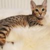 f4-tica-regsitered-savannah-female-5c0829f74a113 f4-tica-regsitered-savannah-female-5c0829f74a113