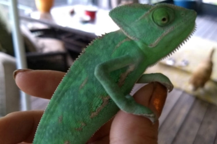 juvenile chameleon juvenile chameleon