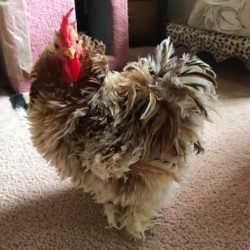 Chickens Roosters For Sale In Florida