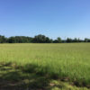 Pasture north 20 Pasture north 20