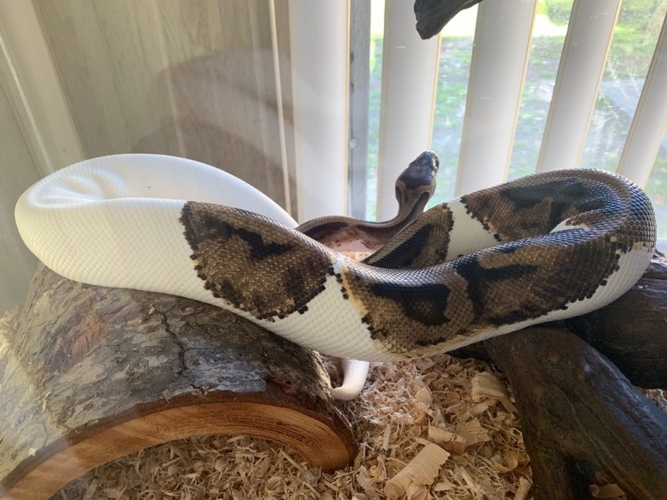 Ball Python Snake Tank Decor