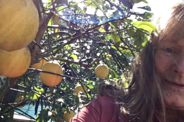 Lemon tree in backyard Lemon tree in backyard