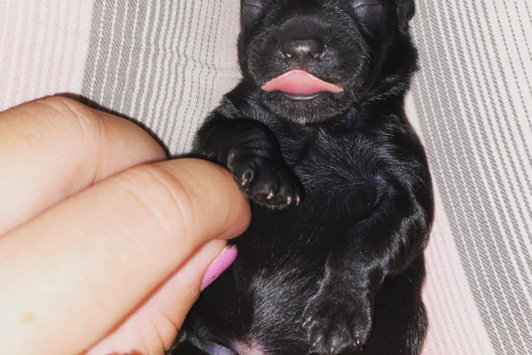 Sophies 1 wk old-belly rub Sophies 1 wk old-belly rub