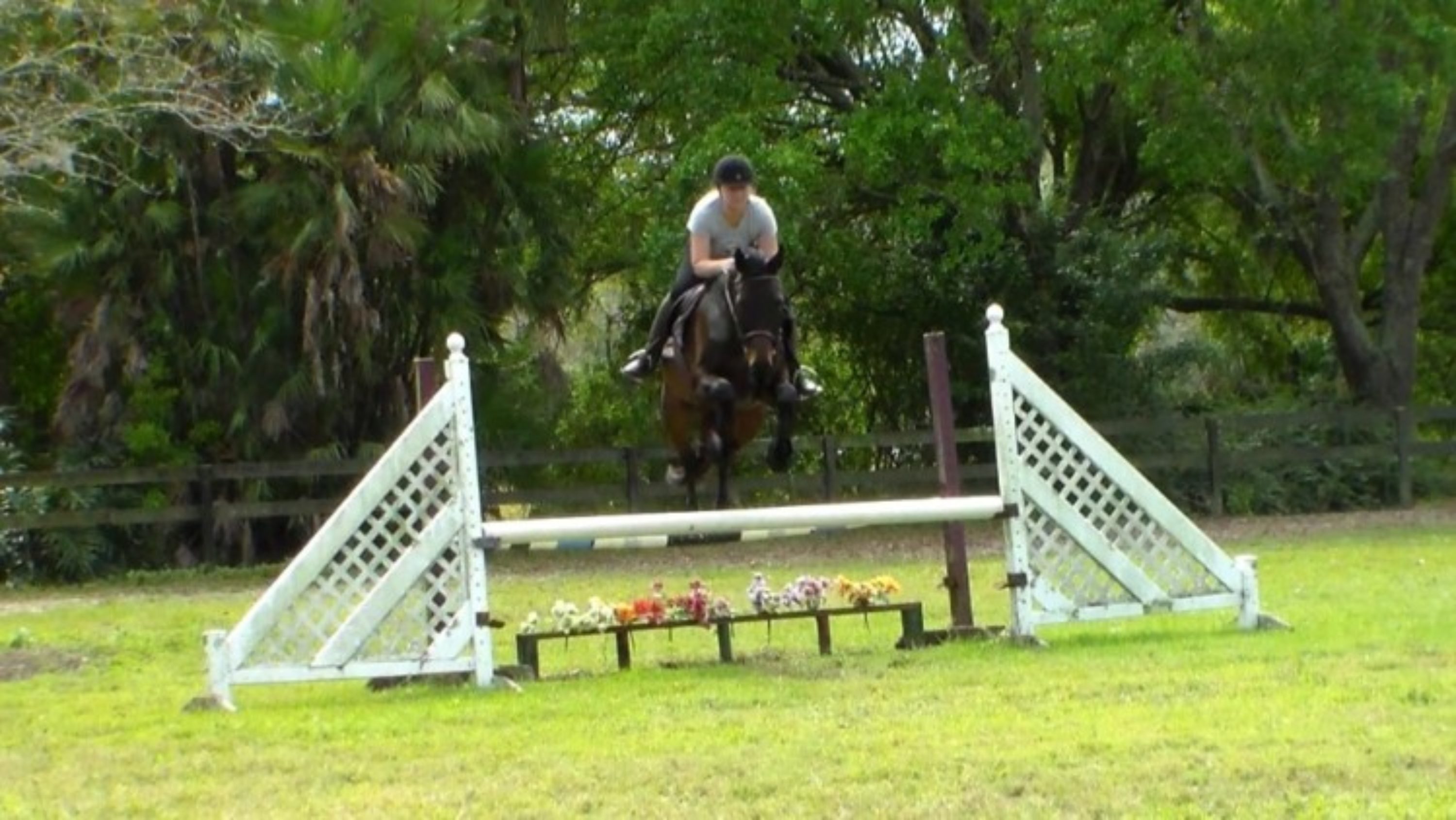 Horses for Sale in Florida