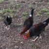chicken7 chicken7