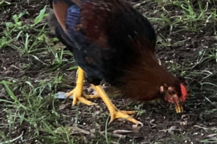 chicken6 chicken6