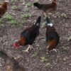 chicken8 chicken8