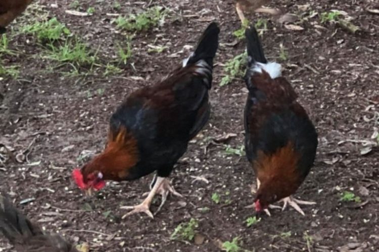 chicken8 chicken8