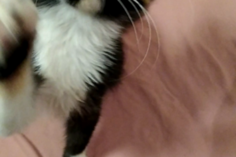 Layla Layla