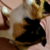 Owla Owla