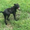 puppy 2 puppy 2