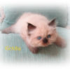 Goldie IMG_2739 Goldie IMG_2739
