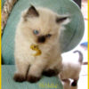 Goldie IMG_2728 Goldie IMG_2728