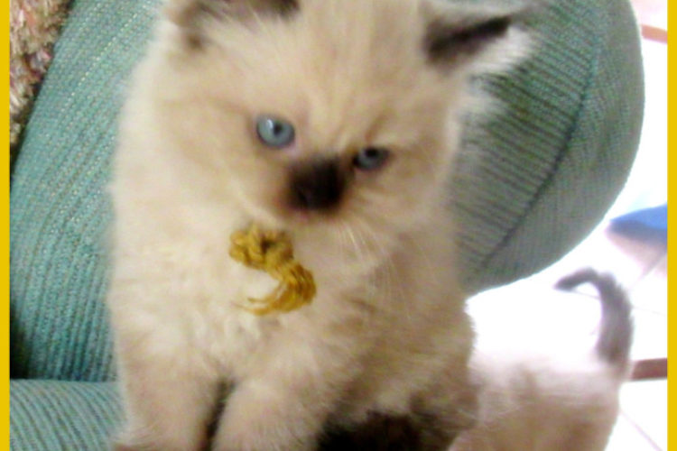 Goldie IMG_2728 Goldie IMG_2728