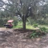 Lots of trees Lots of trees