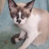 Freya2 Freya2