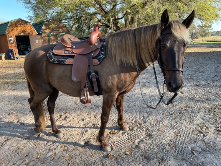 Horses For Sale In Florida