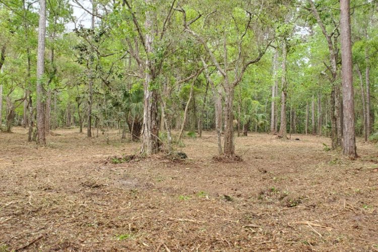 Steinhatchee Vacant Land Steinhatchee Vacant Land