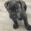 Skylar IMG_0705 Skylar IMG_0705