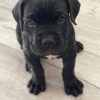 ZOEY IMG_0739 ZOEY IMG_0739