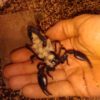 Speedy with her brood Speedy with her brood