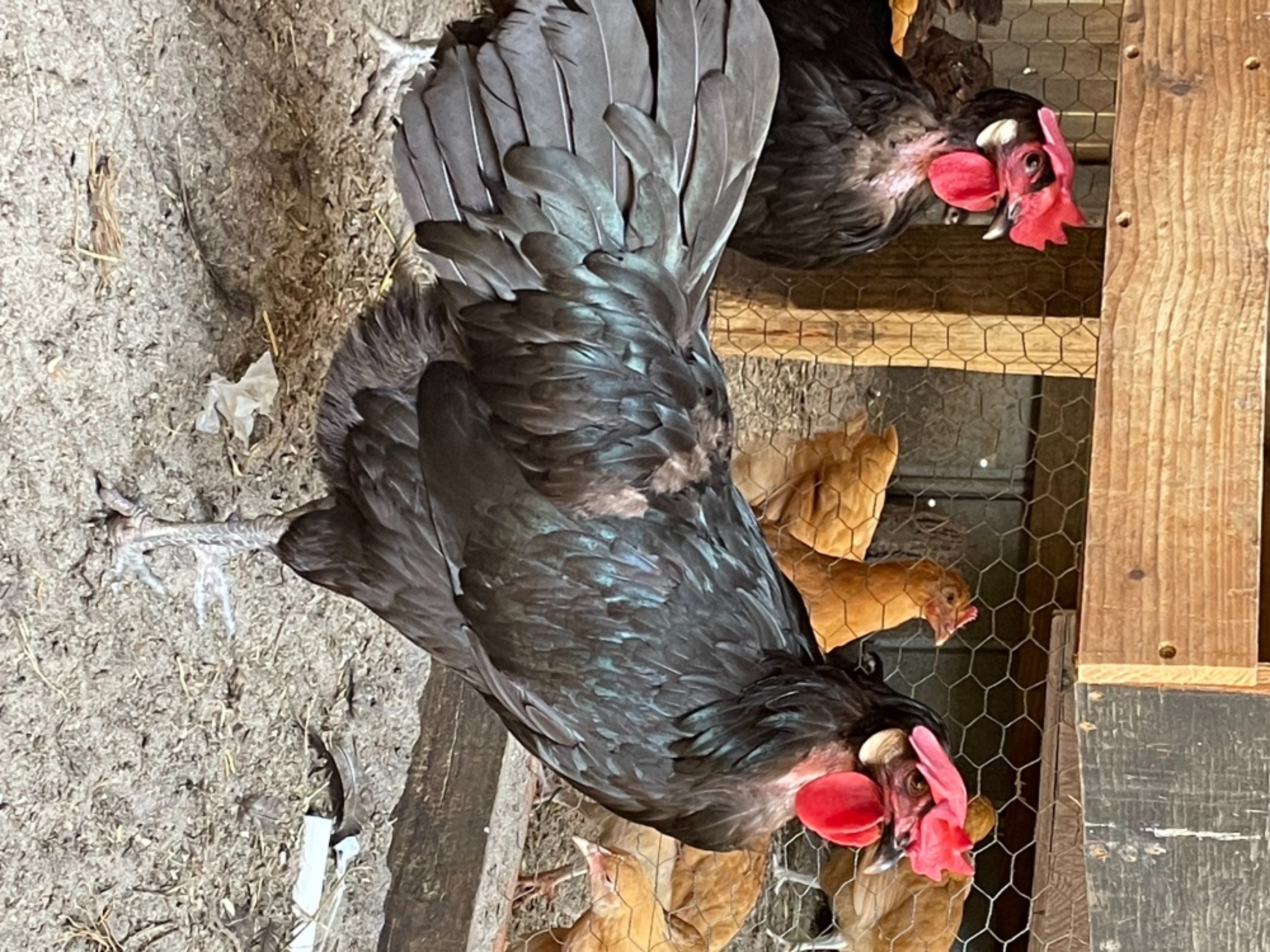 Chickens & Roosters for Sale in Florida
