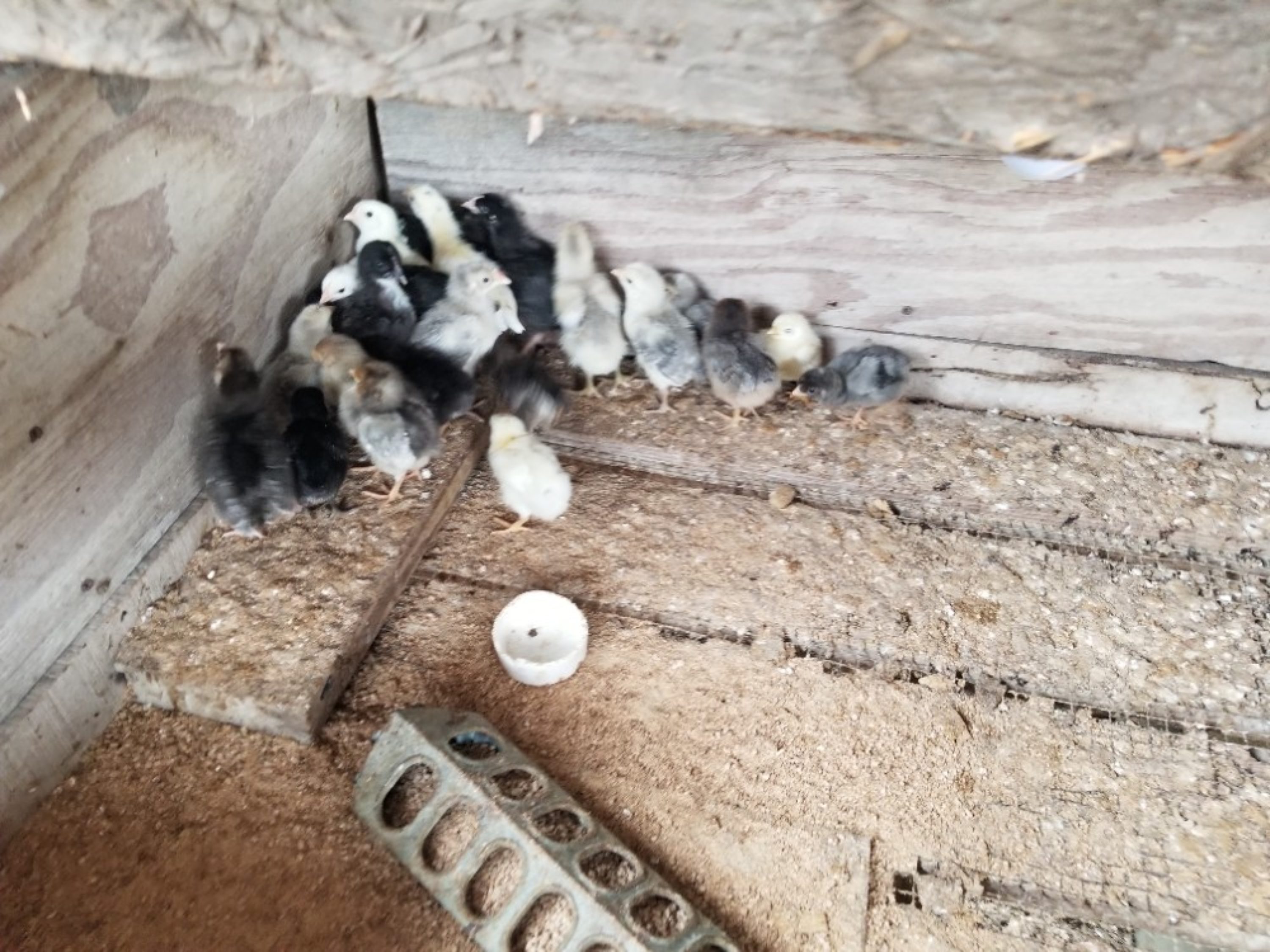 Chickens & Roosters for Sale in Florida