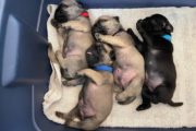 PUG PUPPIES FOR VALENTINE̵...