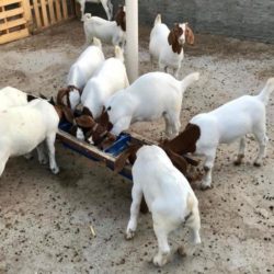 healthy-boer-goats-698