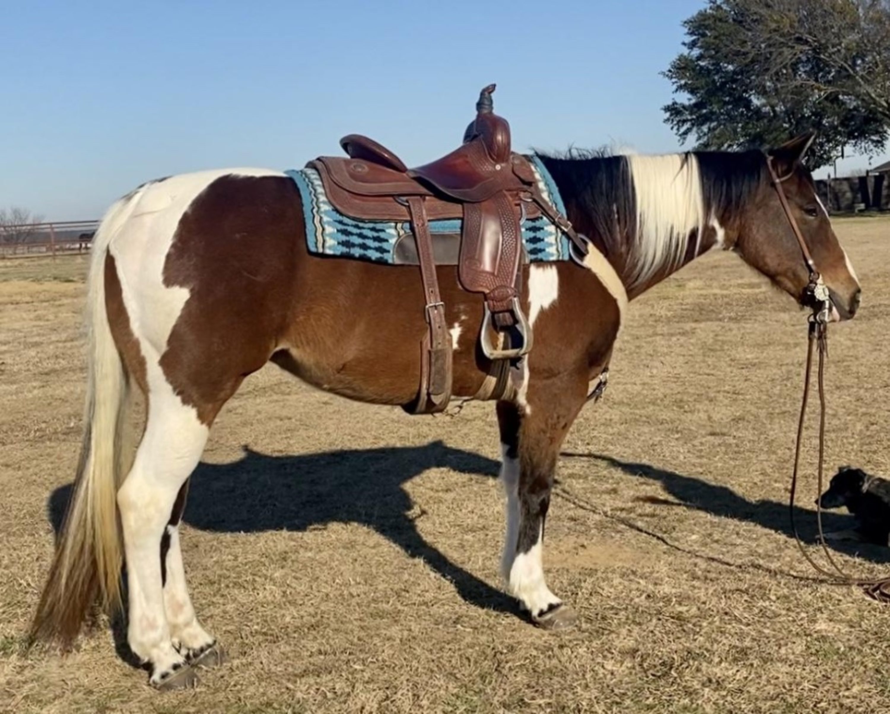 Horses For Sale In Florida