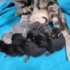mama and babies mama and babies
