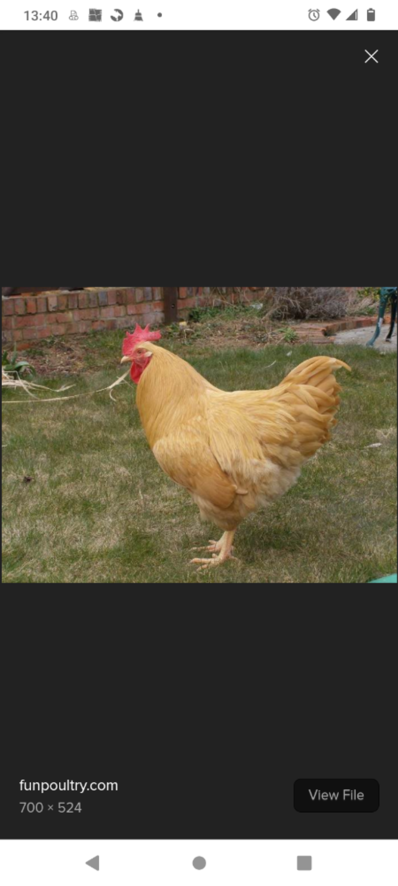 Chickens & Roosters for Sale in Florida