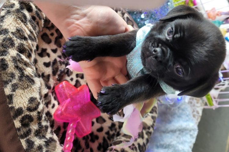 Frug puppy for sale