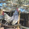 Silver laced Sebright roosters