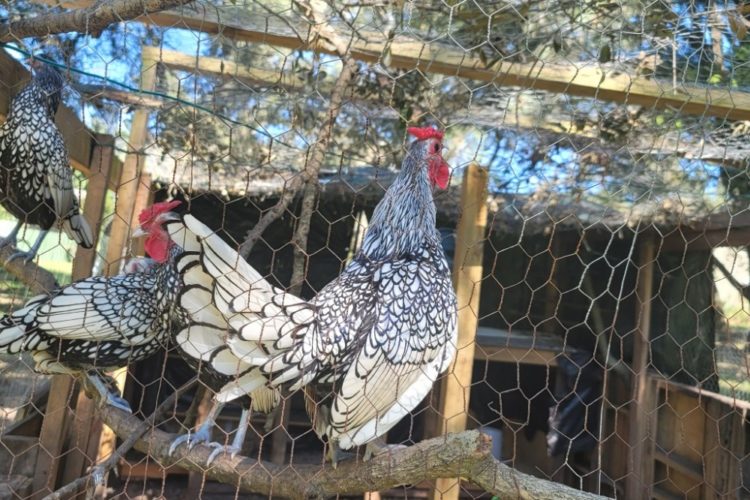 Silver laced Sebright roosters Silver laced Sebright roosters