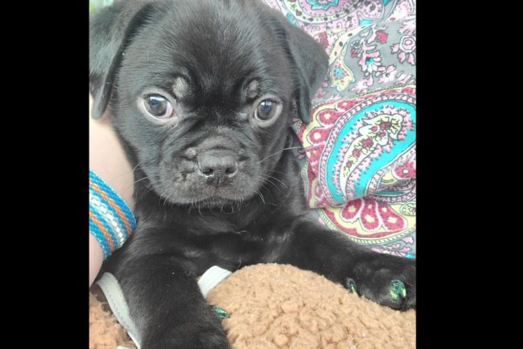 Puppy for sale Puppy for sale